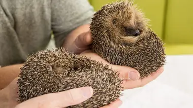 A la rencontre du hérisson
