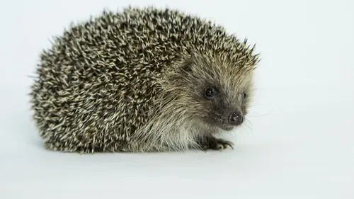 Épisodes de A la rencontre du hérisson