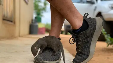 A la rescousse des orphelins de la nature