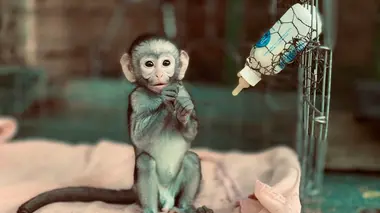 A la rescousse des orphelins de la nature