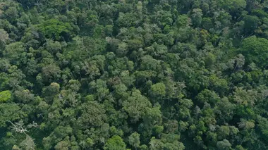 Congo : des arbres et des hommes