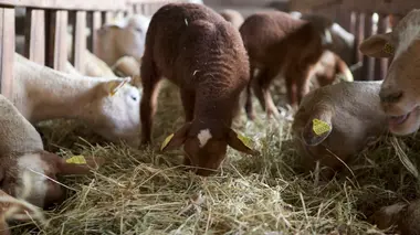A petits pas La naissance