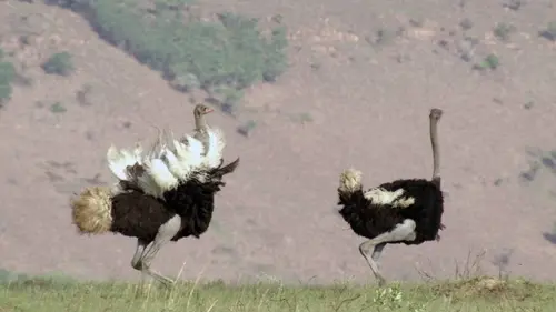 A plumes et à... pied : Les oiseaux marcheurs
