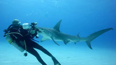 Plonger avec les requins