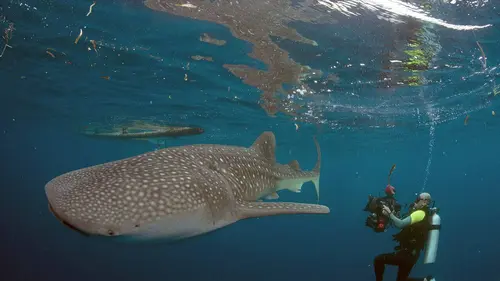 À +/- 5 mètres de la surface des océans E04 Caresser les baleines