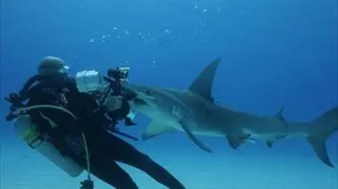 Plonger avec les requins