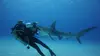 Plonger avec les requins