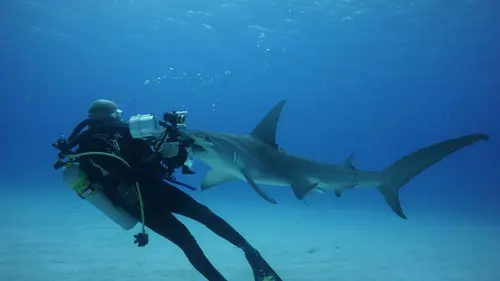 + ou - 5 mètres Plonger avec les requins