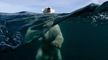 Les habitants de la mangrove
