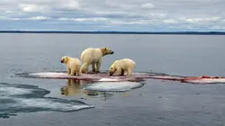 A + ou - 5 mètres de la surface des océans