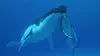 A + ou - 5 mètres de la surface des océans S01E04 Caresser les baleines (2015)