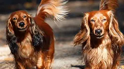 Visuel de A poil dur, à poil long, à poil ras