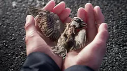 A Sparrow's Song