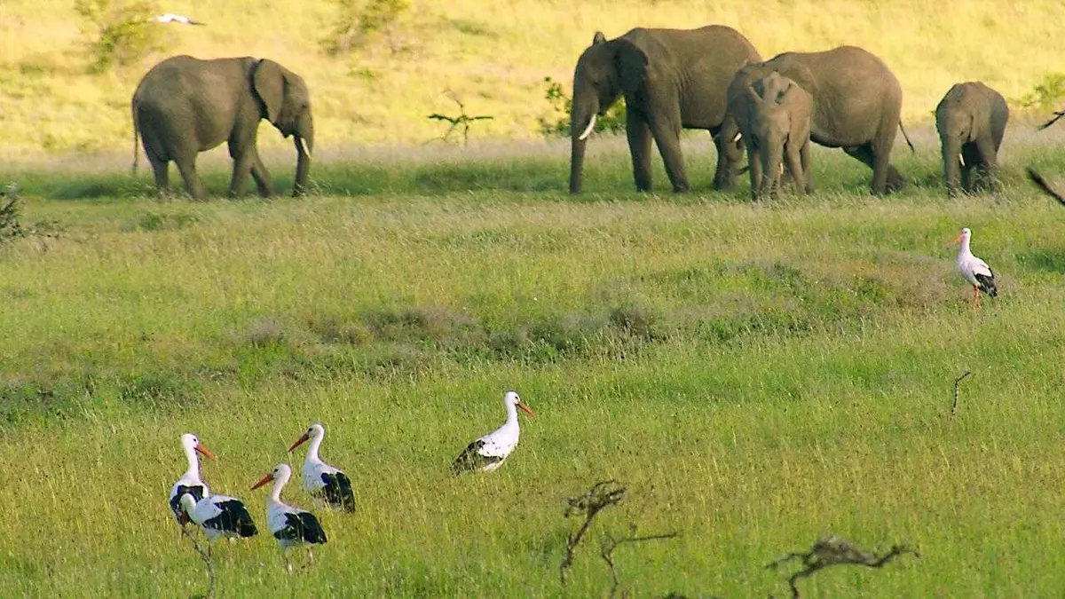 A tire d'aile : Les oiseaux migrateurs