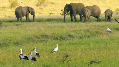 A tire d'aile : Les oiseaux migrateurs