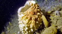 Abysses, la vie dans les profondeurs extrêmes