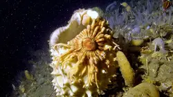 Abysses, la vie dans les profondeurs extrêmes