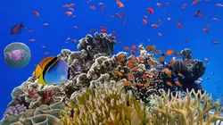 Abysses, la vie dans les profondeurs extrêmes