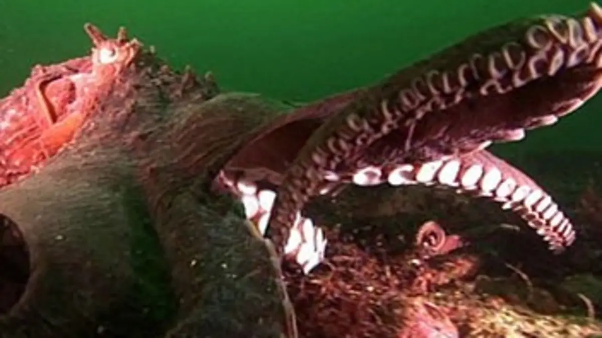 Abysses, le royaume des céphalopodes