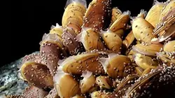 Visuel de Abysses, les alliances des profondeurs