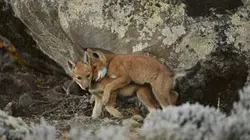 Visuel de Abyssinie, l'appel du loup