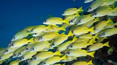 La grande barrière de corail