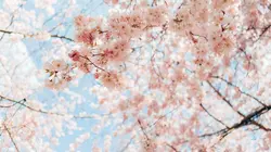 Actu Mangas  S01E09 Itw Makoto Shinkai