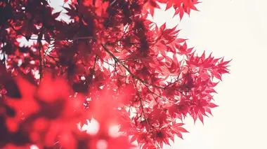 Interview Sakamoto / Happy