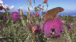 Aélia, la souris des moissons