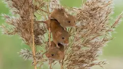 Aélia, la souris des moissons