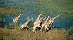 African Safari 3D