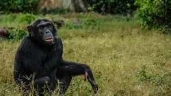 Afrique : à la vie, à la mort  La loi de la Jungle