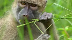 Afrique : à la vie, à la mort  La loi de la Jungle