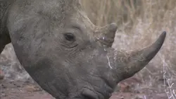 Afrique : à la vie, à la mort Paradis des prédateurs