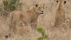 Afrique : à la vie, à la mort Paradis des prédateurs