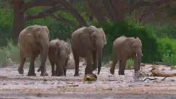 Afrique : à la vie, à la mort Tueurs du désert