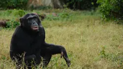 Afrique : à la vie, à la mort