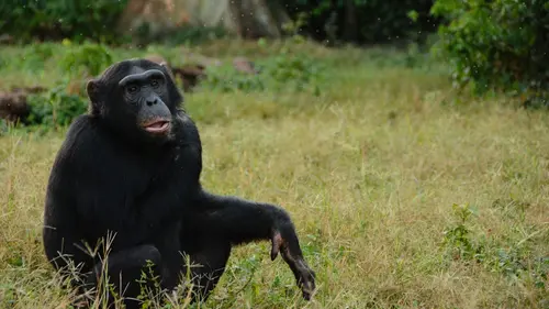 Afrique : à la vie, à la mort La loi de la Jungle