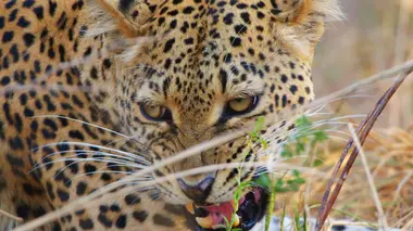 Paradis des prédateurs