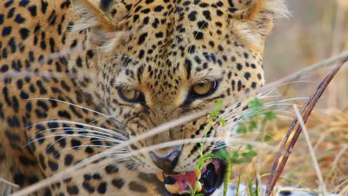 Afrique : à la vie, à la mort Paradis des prédateurs