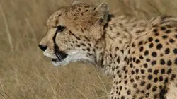 Afrique : à la vie, à la mort La tactique du tueur