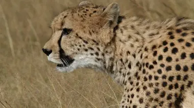 La tactique du tueur