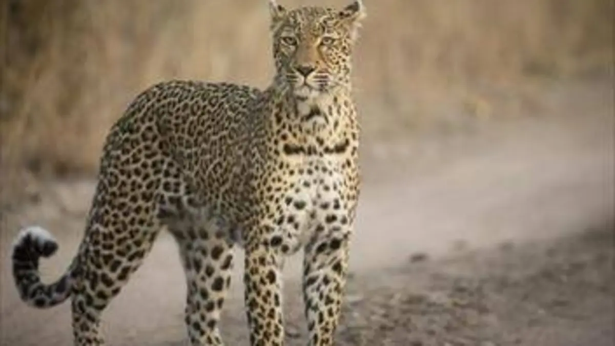 Afrique du Sud La piste du léopard