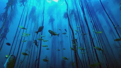 Afrique du Sud : La forêt sous-marine de kelp