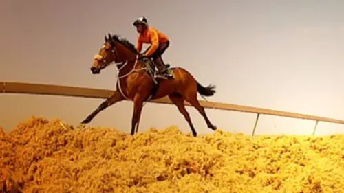 Afrique du Sud : le cheval arc-en-ciel