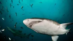 Visuel de Afrique du Sud, paradis océanique