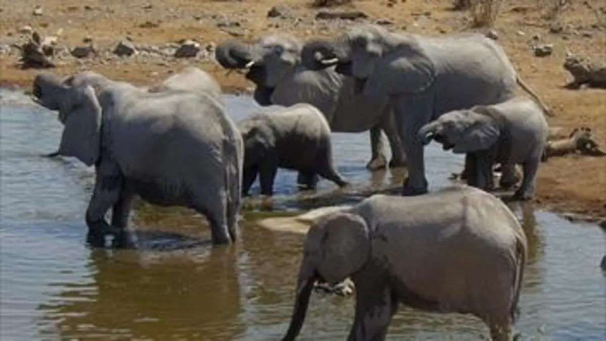 Afrique extrême E05 Le parc national d'Etosha