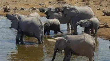 Le parc national d'Etosha