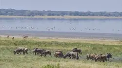 Visuel de Afrique extrême