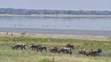 Le parc national du lac Manyara